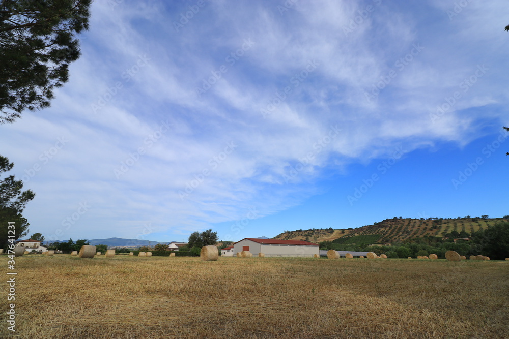 Obraz premium Campi di grano