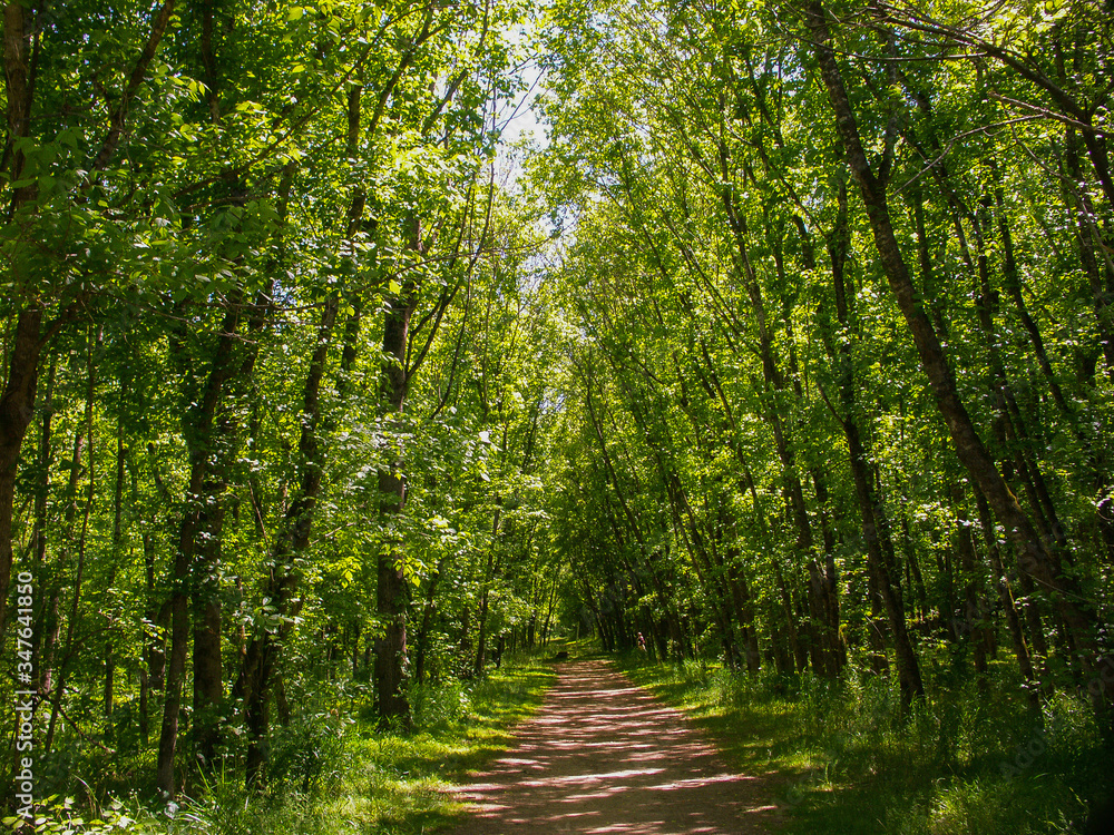 Obraz premium Dirt Path in Forrest surrounded by trees in Nature 