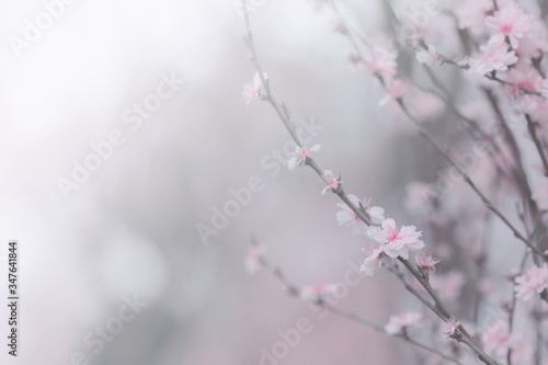 Pink peach blossom close up  flower background © joeycheung