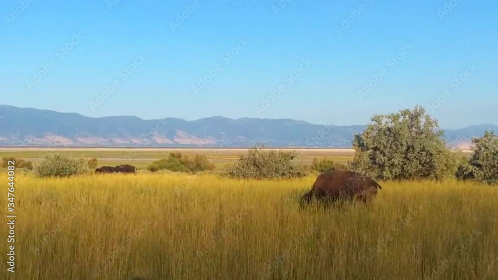 Bison grazing and rolling around in dust for biting flies scratching back with dirt near Great Salt Lake, Utah on Antelope Island Bison grazing and rolling around in dust for biting flies scratching back with dirt near Great Salt Lake, Utah on Antelope Island