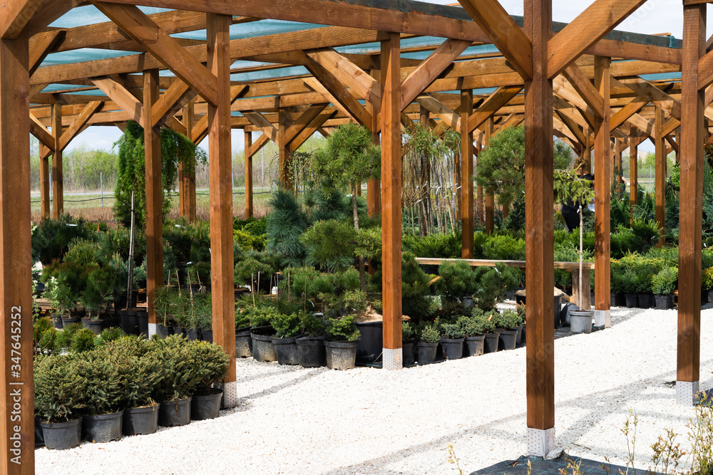 Nursery of various green spruce plants for gardening. Nursery of various green spruce plants for gardening.