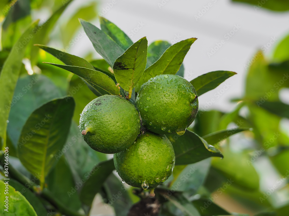 Green lemons on its branches with raindrops