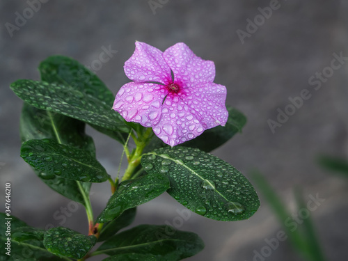 Wallpaper Mural Catharanthus roseus pink flower with raindrops Torontodigital.ca