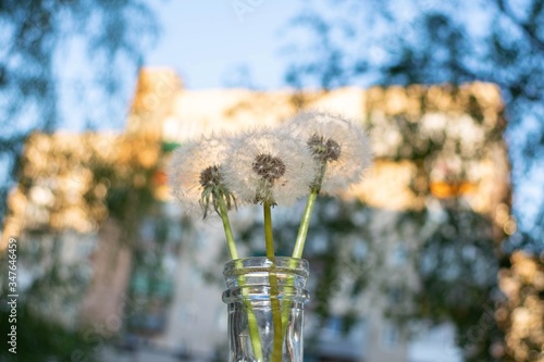 Three dandelions in a vase against the background of urban houses and sunset.