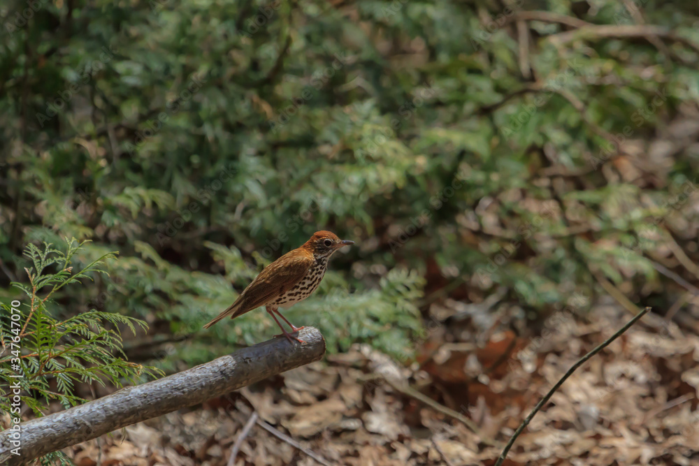 Wood thrush sitting on a fallen log against a cedar background. 