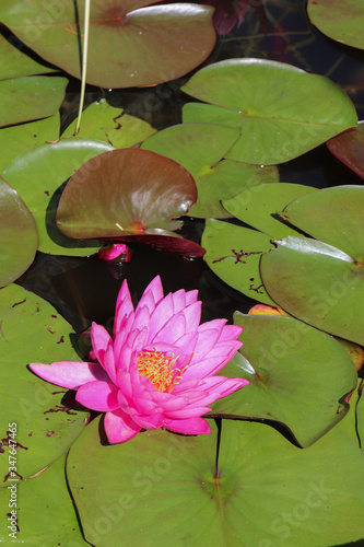 Italie - piémont - Iles Borromées - Nénuphar rose