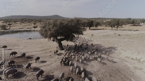 Aerial drone follow up of Iberian pigs running in dry oak tree fields and pond