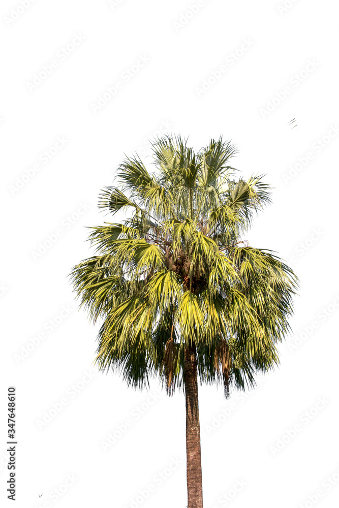 Fototapeta premium green leaf isolated on white background with copy space