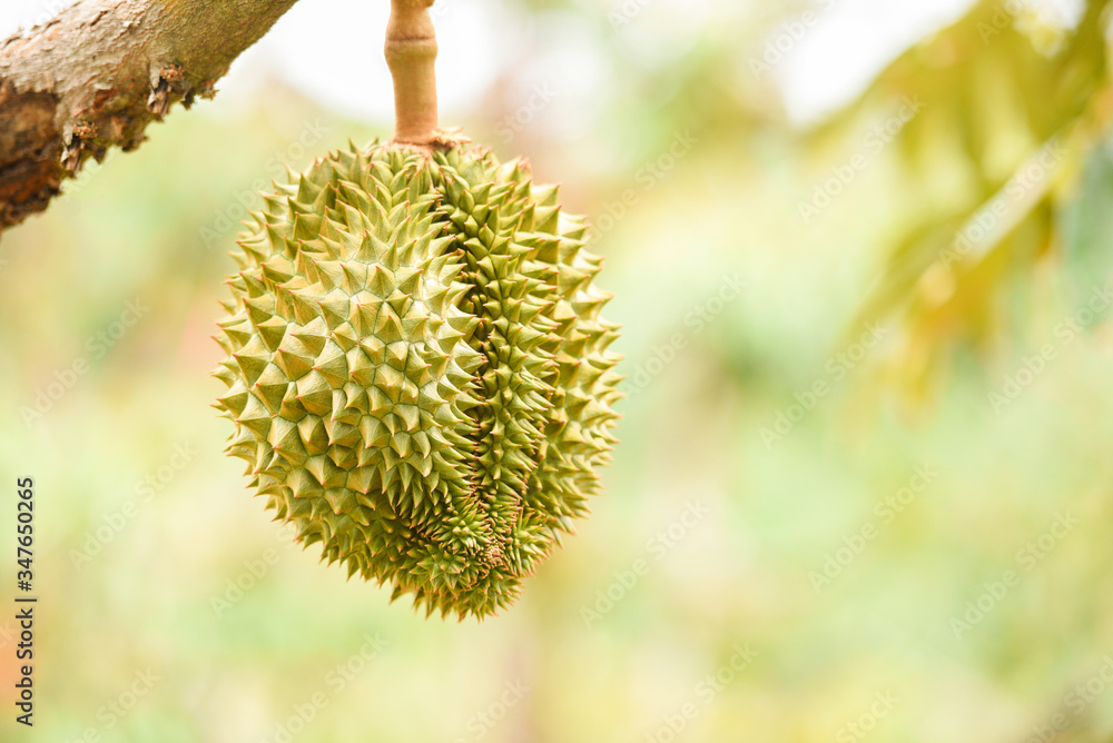 Fresh durian fruit hanging on the durian tree in the garden orchard tropical summer fruit waiting for the harvest nature farm on the mountain - Durian in Thailand Fresh durian fruit hanging on the durian tree in the garden orchard tropical summer fruit waiting for the harvest nature farm on the mountain - Durian in Thailand