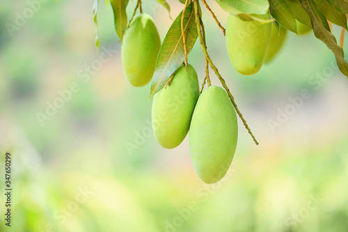 raw mango hanging on tree with leaf background in summer fruit garden orchard - green mango tree