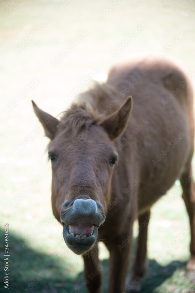 portrait of horse