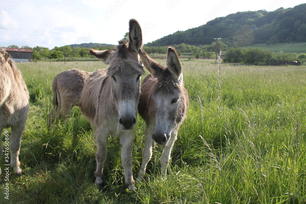 Fototapeta premium Adorable grey donkeys in the high grass meadow