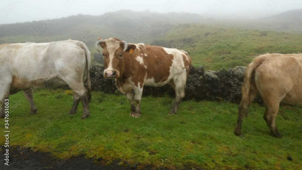 Cow family on grassland during foggy weather - Azores, Portugal Cow family on grassland during foggy weather - Azores, Portugal