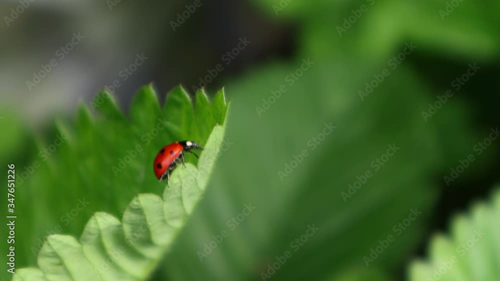 Ladybug, macro video. Close up in the frame. Creeps on a green leaf, fresh greens. The insect is orange with a black dot. Wildlife flora and fauna Ladybug, macro video. Close up in the frame. Creeps on a green leaf, fresh greens. The insect is orange with a black dot. Wildlife flora and fauna