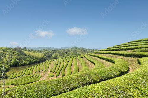 beautiful tea plantation in sunny spring