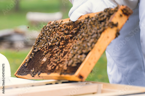 Beekeeper removes frame from a nuc to install in a hive