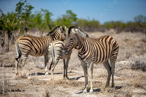 A zebra grazes in the grassy plains near Gemsbokvlakte