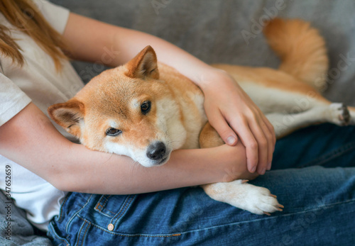 A woman hugs a cute red dog Shiba Inu, lying on her lap at home. Close-up. Happy cozy moments of life. Stay at home concept