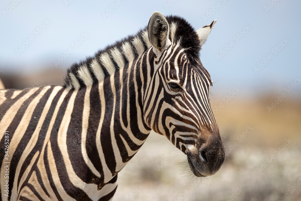 A zebra grazes in the grassy plains A zebra grazes in the grassy plains