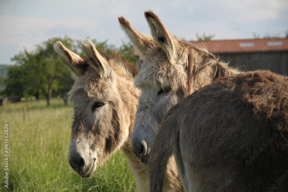 Adorable grey donkeys in the high grass meadow