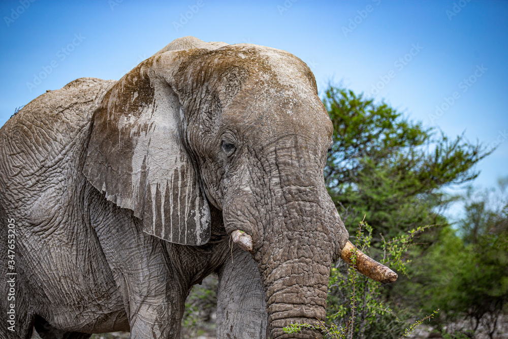 Fototapeta premium Elephant eats vegetation