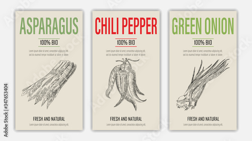 Set of template for branding, cover package, banner, card, label with asparagus, chili paper and green onion in retro vintage hand drawn or sketche style. Modern background. Vector illustration