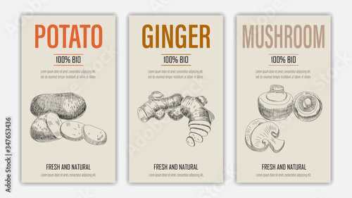 Set of template for branding, cover package, banner, card, label with potato, ginger and mushroom in retro vintage hand drawn or sketche style. Modern background. Vector illustration
