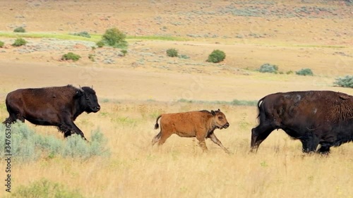 Herd of bison crossing walking running street road with calf on Antelope Island State Park near Great Salt Lake City in Utah, USA in slow motion