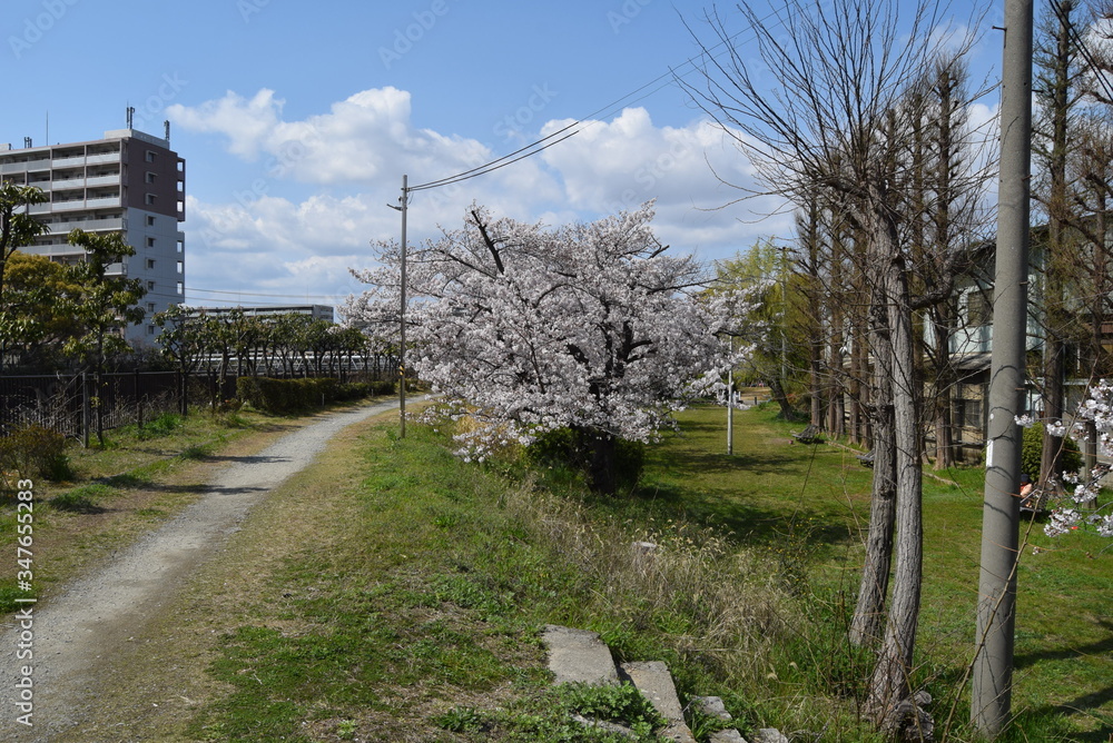 桜 桜