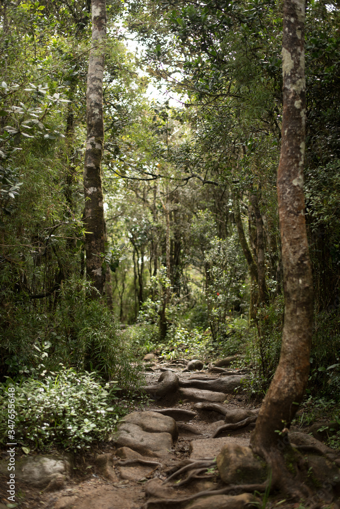 Obraz premium path in the woods