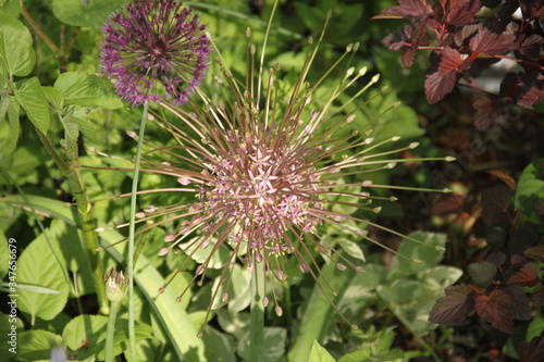 Pink allium fireworks star spring flower