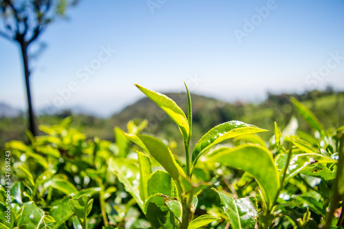 Beautiful view of tea garden and Ooty city of Tamil Nadu
 photo