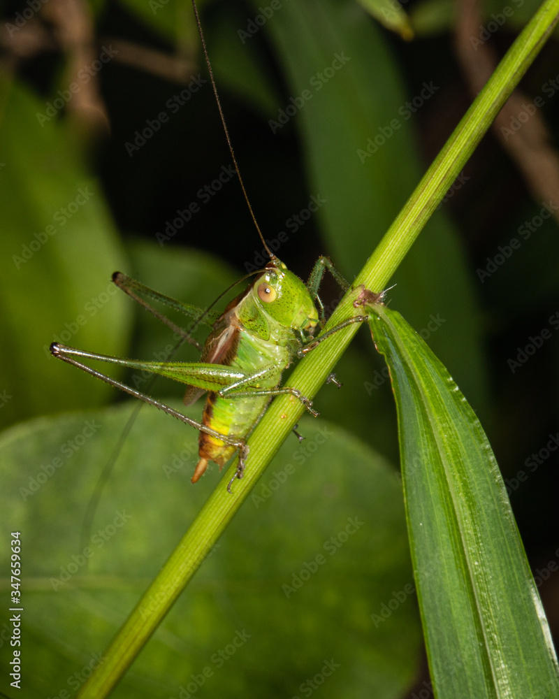 A slender meadow katydid peers from its perch on a green plant A slender meadow katydid peers from its perch on a green plant