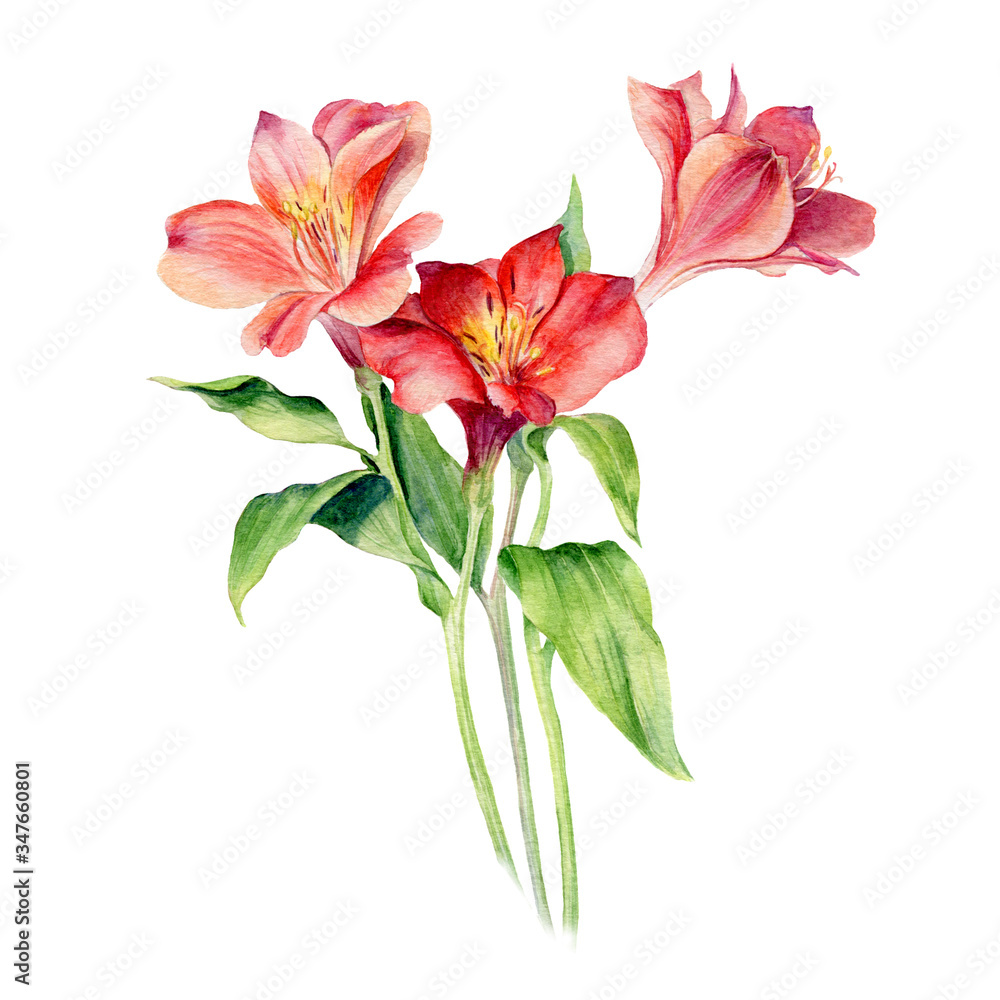 Hand Drawn Watercolor of Red Flowers. Isolated on white background.