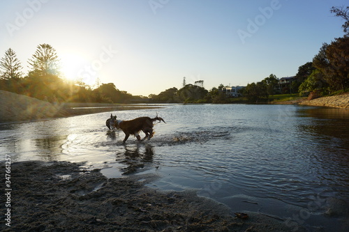 Dogs plashing and playing on the beach in the water at sunset