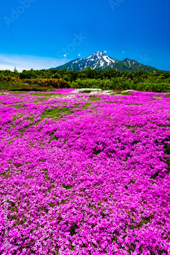 利尻島の春の風景
