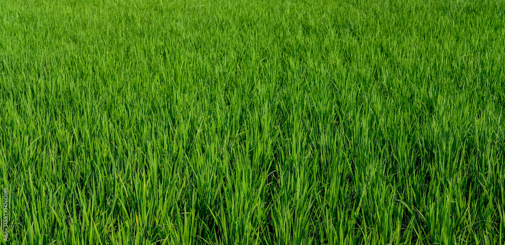green padi rice field farm green organic grass