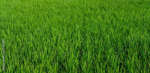 green padi rice field farm green organic grass