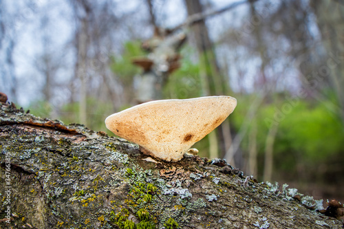 White maze polypore (Trametes aesculi) growing on a log photo