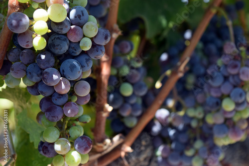 Zinfandel grapes in veraison, Northern California. photo