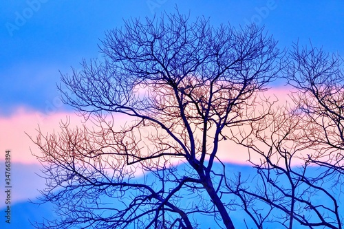 琵琶湖の湖上木と夕焼けのコラボ情景＠滋賀