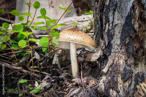 Deer mushroom (Pluteus cervinus) growing in the woods