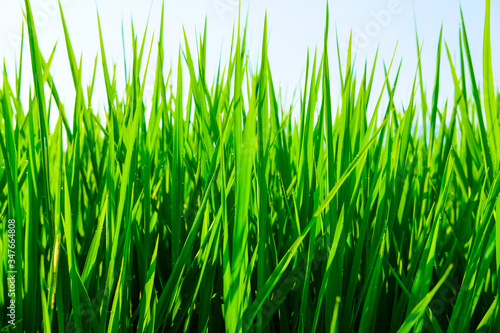 close up green grass