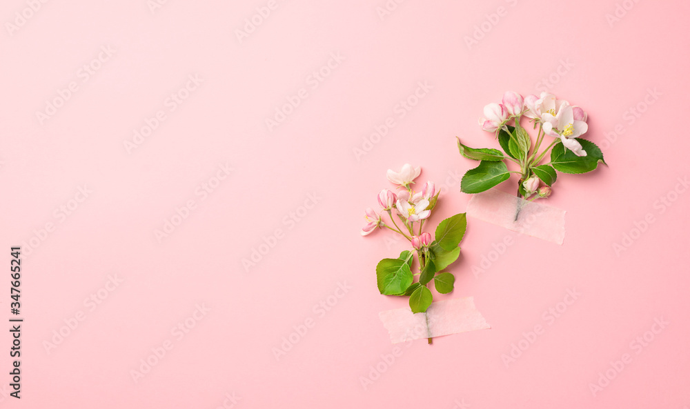 Flowers branch of a blossoming apple tree sakura glued with adhesive tape on a pastel pink background. Spring concept.