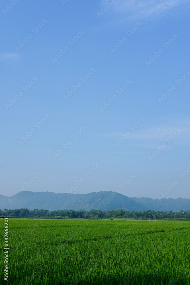 green padi rice field farm organic grass with blue sky and mountain