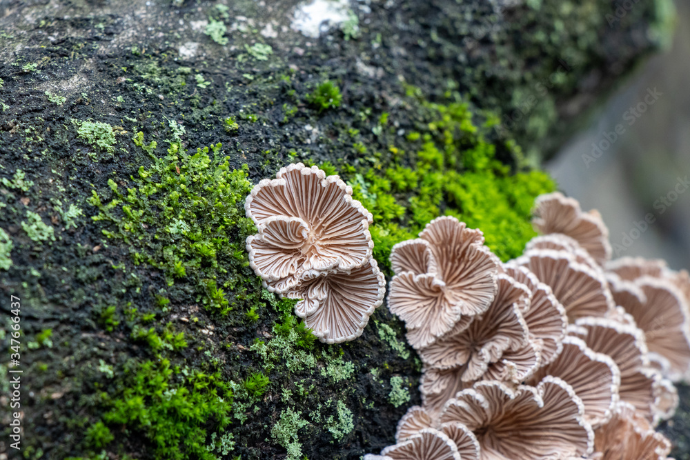 Split gill (Schizophyllum commune) mushrooms growing on a tree branch Split gill (Schizophyllum commune) mushrooms growing on a tree branch