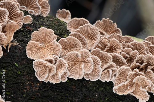 Wall Mural Split gill (Schizophyllum commune) mushrooms growing on a tree branch
