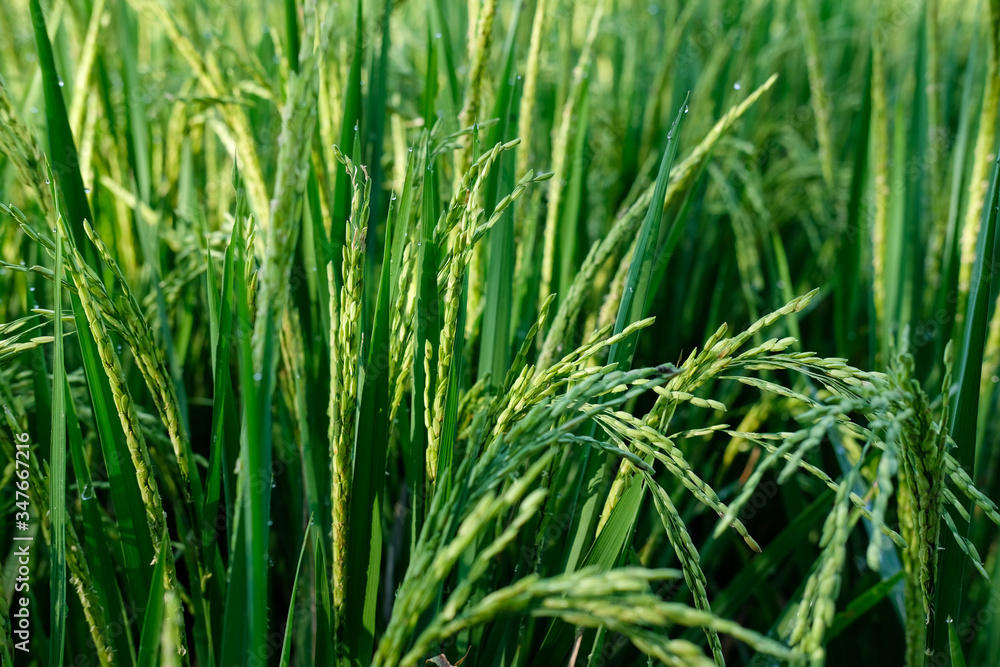 close up padi rice field farm green organic close up padi rice field farm green organic