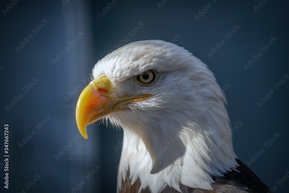 American Bald Eagle Portrait, closeup