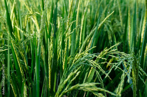 close up padi rice field farm green organic